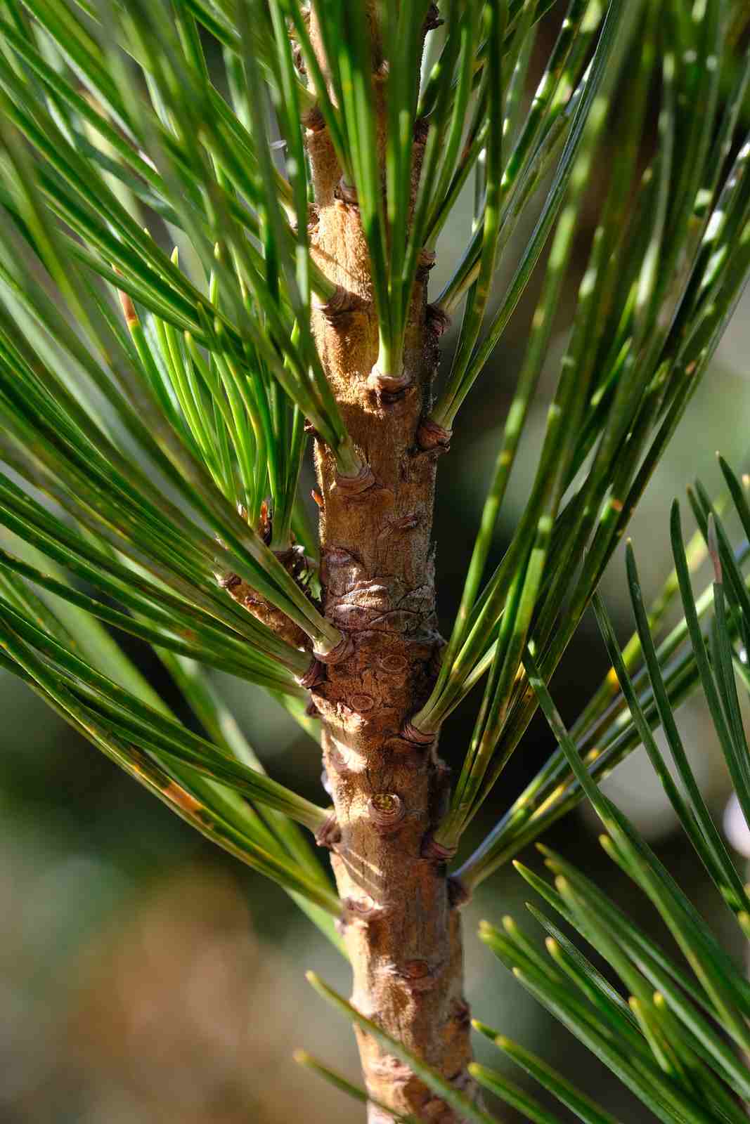 Arve, Zirbelkiefer, Zerbe (Pinus cembra) - Pflanzenfreunde24