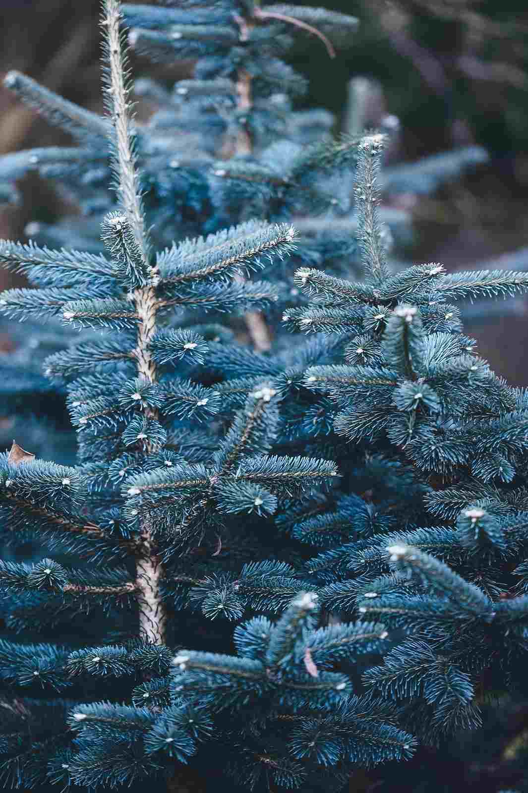Blaue Stechfichte / Blaufichte (Picea pungens glauca) 15-30 cm - Pflanzenfreunde24