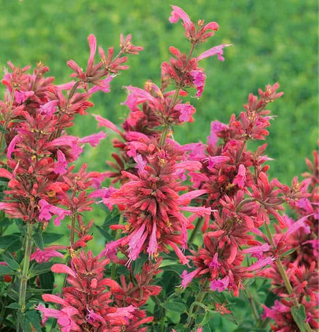 Duftnessel Red Fortune (Agastache mexicana Red Fortune) - Pflanzenfreunde24