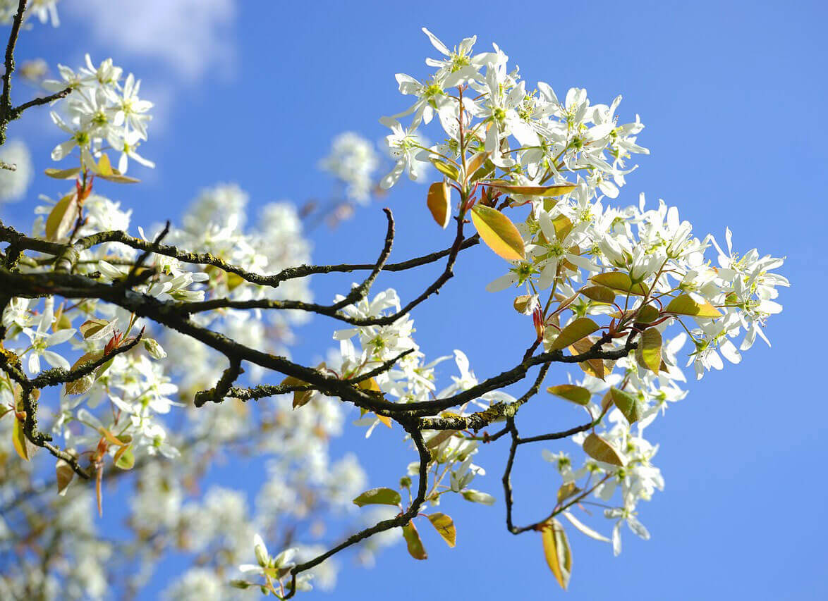 Felsenbirne (Amelanchier Ballerina) 60-100 cm - Pflanzenfreunde24