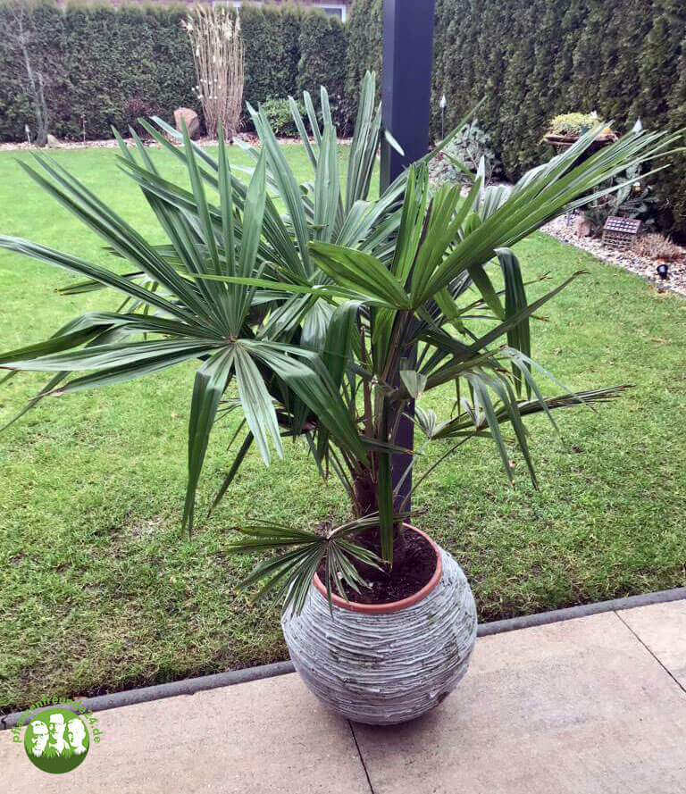 Hanfpalme (Trachycarpus fortunei) - 100 cm - Pflanzenfreunde24