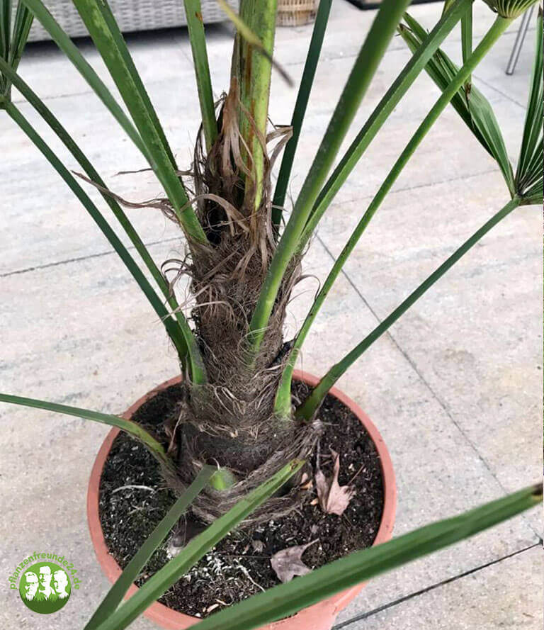 Hanfpalme (Trachycarpus fortunei) - 100 cm - Pflanzenfreunde24