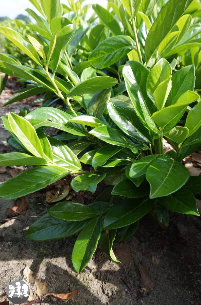 Kirschlorbeer (Prunus laurocerasus Caucasica) - Pflanzenfreunde24