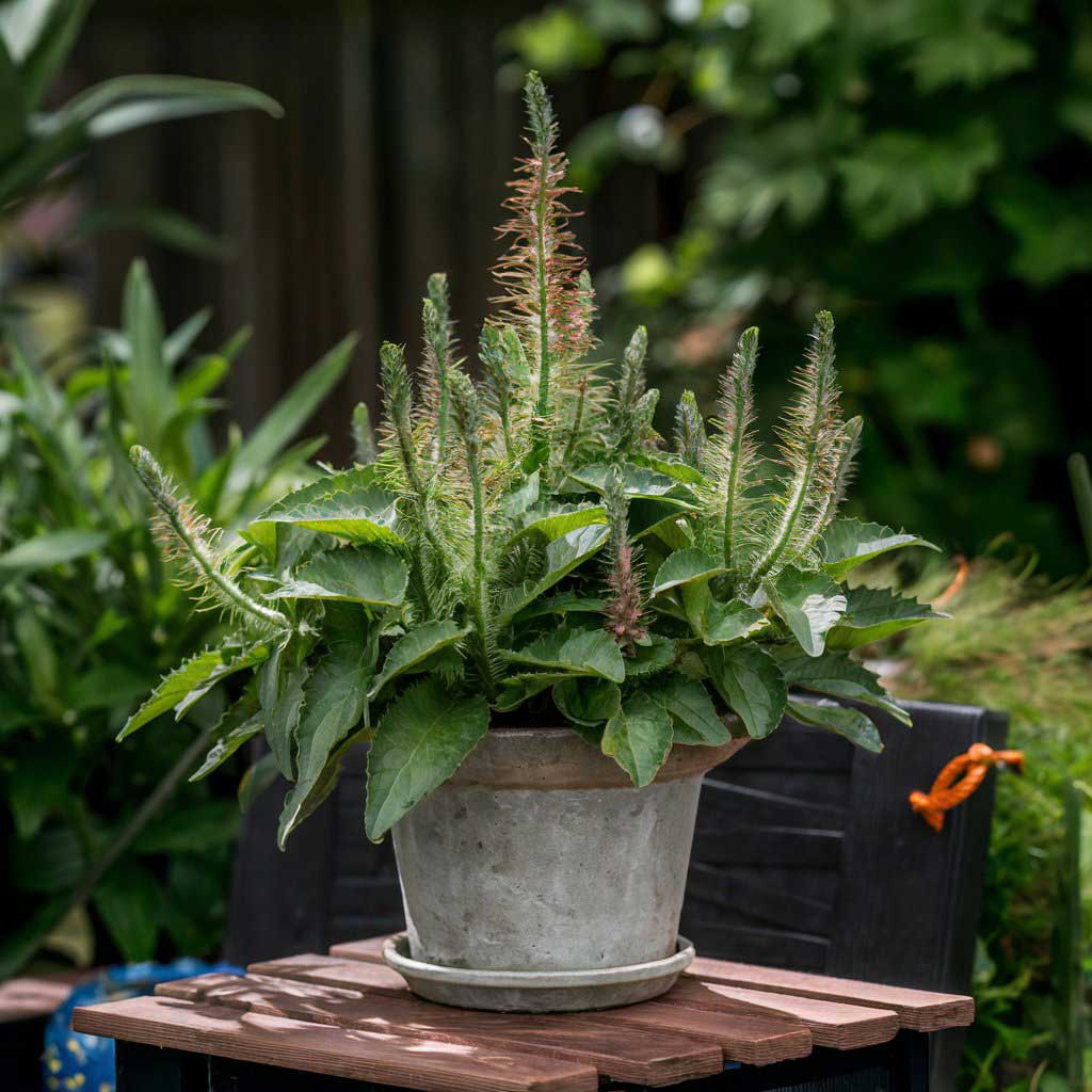 Duftnessel After Eight (Agastache rugosa After Eight) - Pflanzenfreunde24