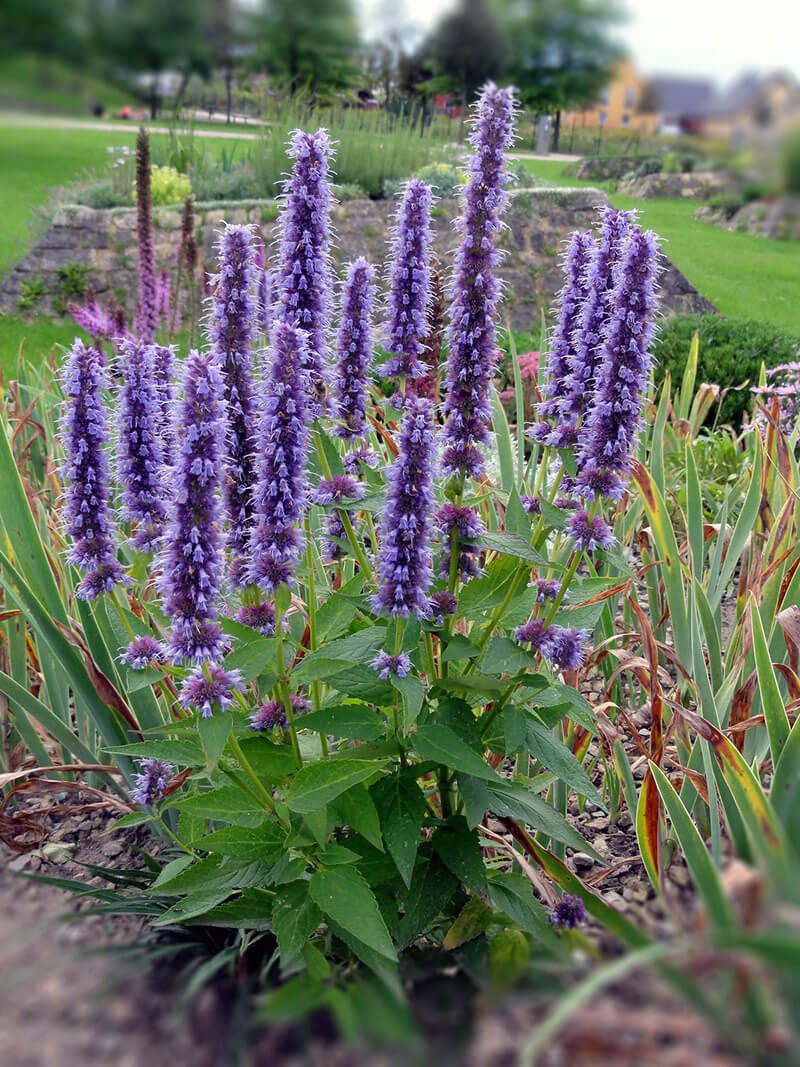 Duftnessel Blue Fortune (Agastache rugosa Blue Fortune) - Pflanzenfreunde24