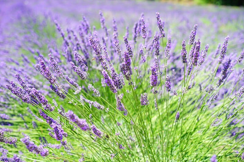 Tiefviolettblühender Lavendel (Lavandula angustifolia Hidcote Blue) 20-30 cm - Pflanzenfreunde24