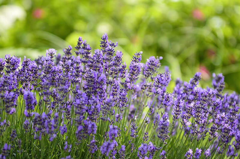 Tiefviolettblühender Lavendel (Lavandula angustifolia Hidcote Blue) 20-30 cm - Pflanzenfreunde24