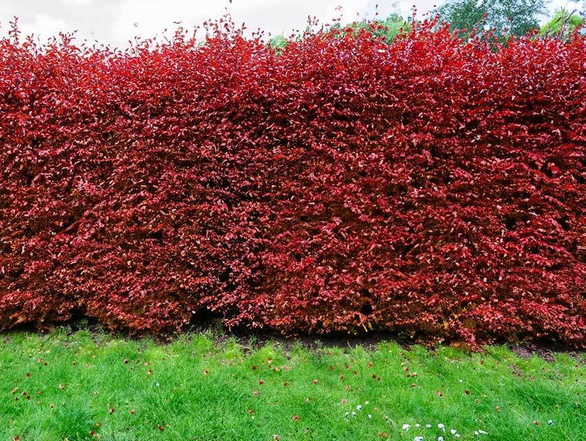 Blutbuche (Fagus sylvatica purpurea 'Sämling')
