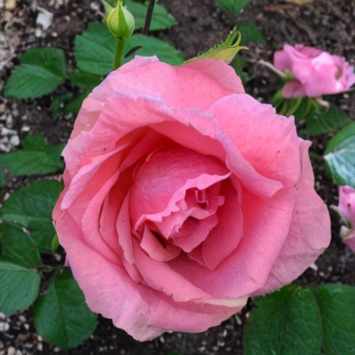 Carolina-Rose (Rosa carolina) 40-60 cm - Pflanzenfreunde24