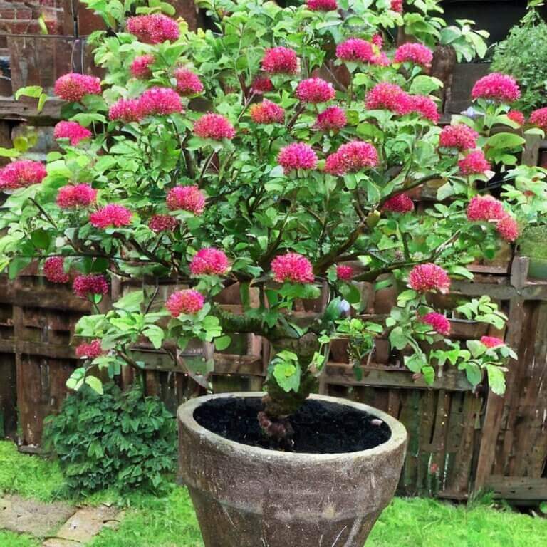 Eingriffeliger Weißdorn (Crataegus monogyna) - Pflanzenfreunde24