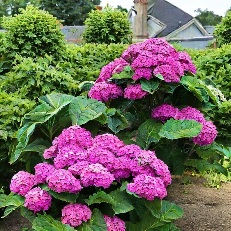 Gartenhortensie Belle Seduction 40-60 cm - Pflanzenfreunde24