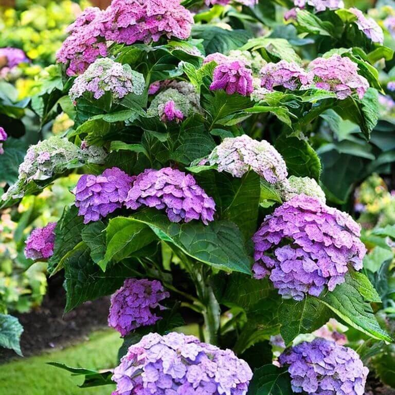Gartenhortensie Belle Seduction 40-60 cm - Pflanzenfreunde24