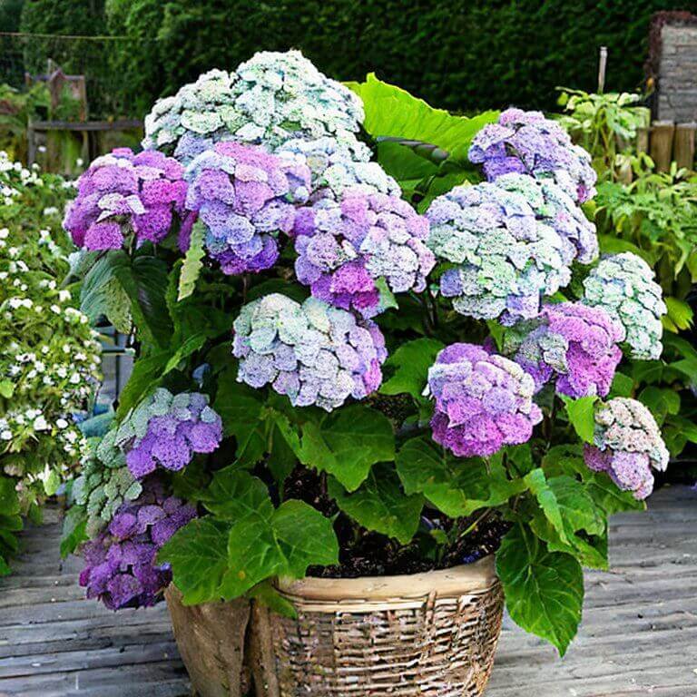 Gartenhortensie Belle Seduction 40-60 cm - Pflanzenfreunde24
