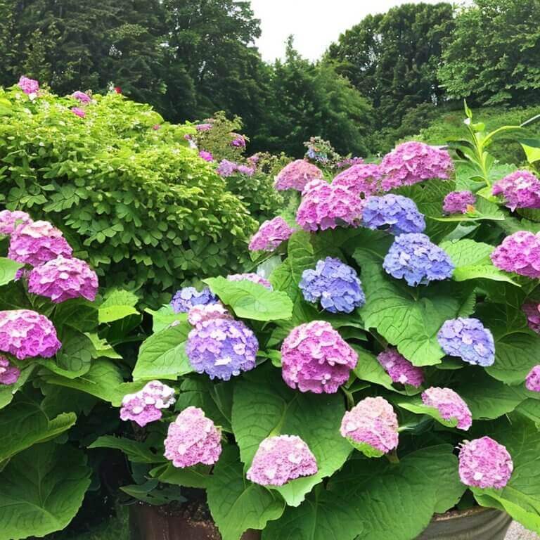 Gartenhortensie Miss Saori 40-60 cm - Pflanzenfreunde24