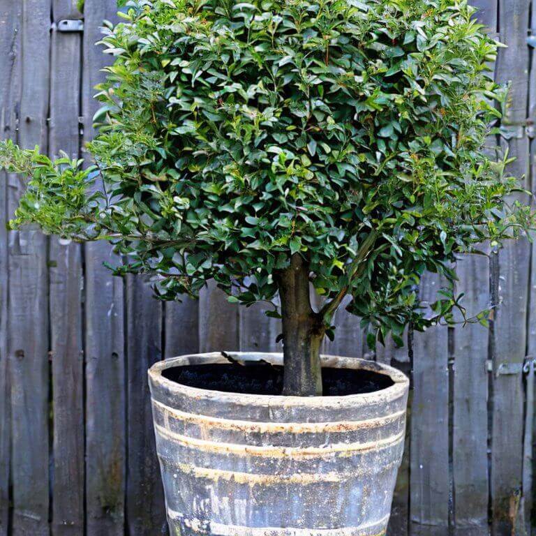 Gemeiner Liguster (Ligustrum vulgare) - Pflanzenfreunde24