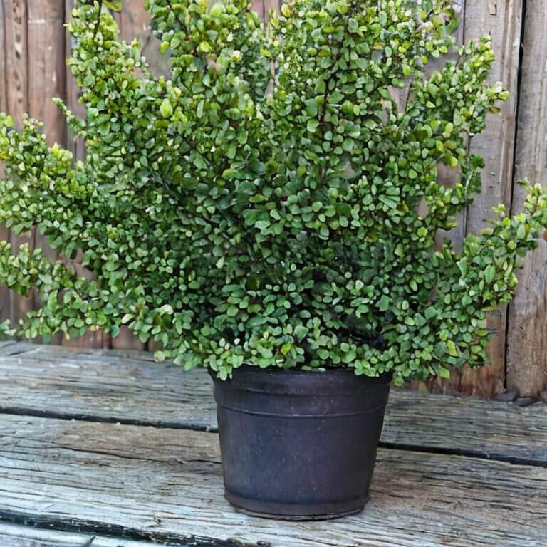 Grüne Heckenberberitze (Berberis thunbergii) 30-40 cm - Pflanzenfreunde24