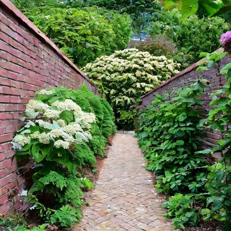 Kletterhortensie (Hydrangea petiolaris) 30-40 cm - Pflanzenfreunde24