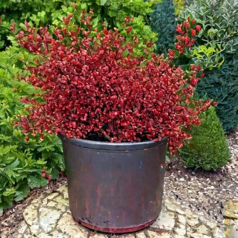 Rote Heckenberberitze (Berberis thunbergii Atropurpurea) 30-40 cm - Pflanzenfreunde24