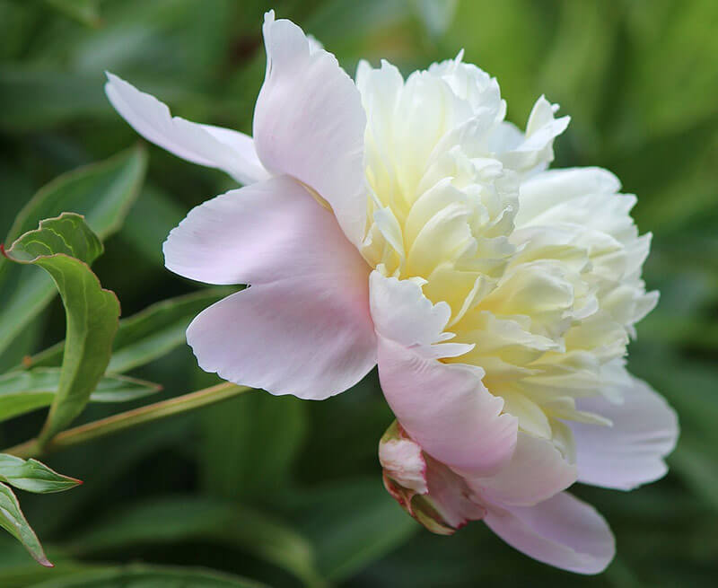 Pfingstrose Douchesse de Nemours (Paeonia lactiflora) - Pflanzenfreunde24