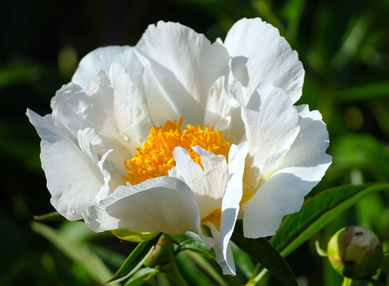 Pfingstrose Douchesse de Nemours (Paeonia lactiflora) - Pflanzenfreunde24