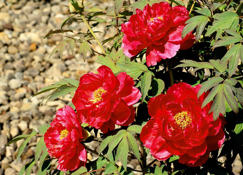 Pfingstrose Karl Rosenfield (Paeonia lactiflora) - Pflanzenfreunde24