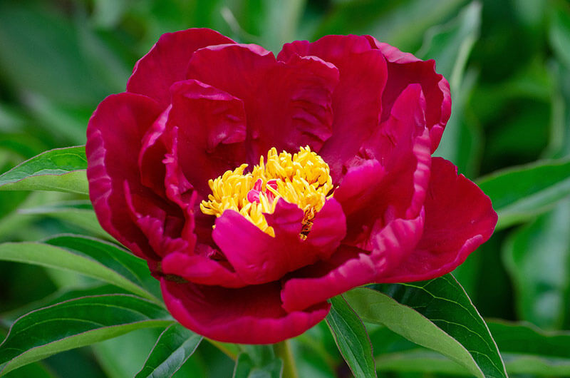 Pfingstrose Karl Rosenfield (Paeonia lactiflora) - Pflanzenfreunde24