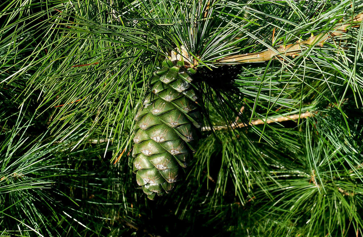 Schlangenhautkiefer (Pinus held. Var. Leucodermis) - Pflanzenfreunde24