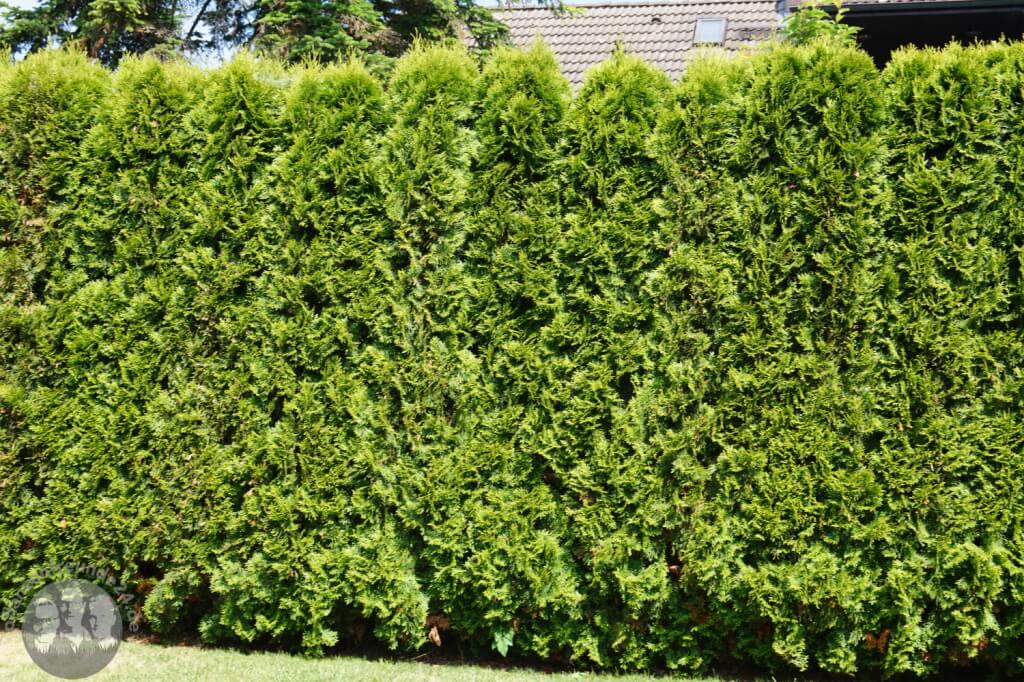 thuja 24 Abendländischer Lebensbaum (Thuja occidentalis)