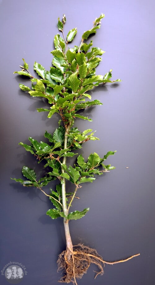 Weißbuche (Carpinus betulus) - Pflanzenfreunde24