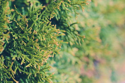 Abendländischer Lebensbaum (Thuja occidentalis) - Pflanzenfreunde24