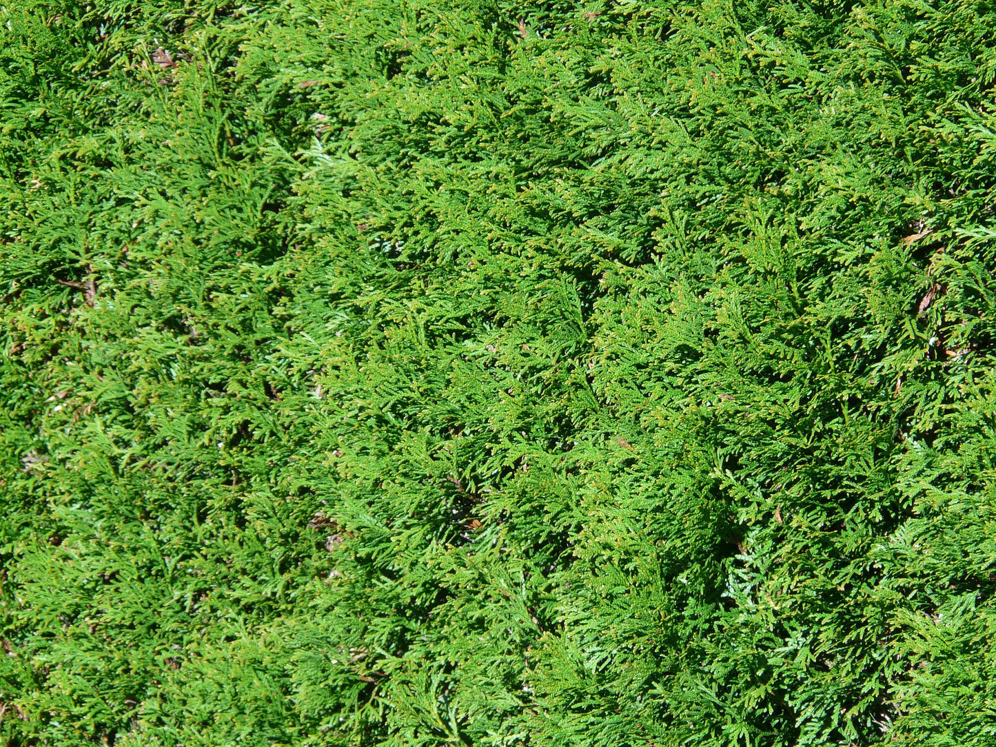 Abendländischer Lebensbaum (Thuja occidentalis) - Pflanzenfreunde24