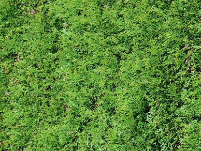 Abendländischer Lebensbaum (Thuja occidentalis) - Pflanzenfreunde24