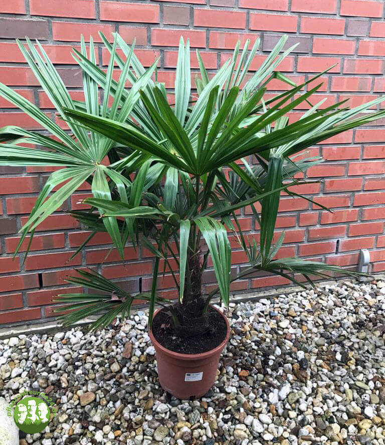 Hanfpalme (Trachycarpus fortunei) - 100 cm - Pflanzenfreunde24