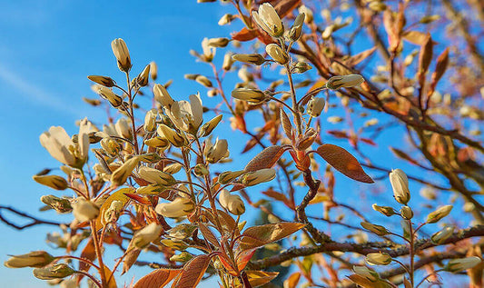 Kupfer-Felsenbirne (Amelanchier lamarckii) - Pflanzenfreunde24