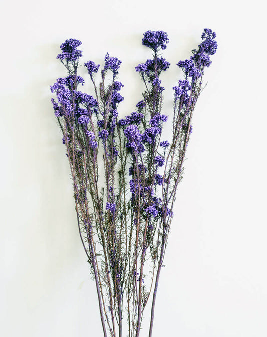 Tiefviolettblühender Lavendel (Lavandula angustifolia Hidcote Blue) 20-30 cm - Pflanzenfreunde24