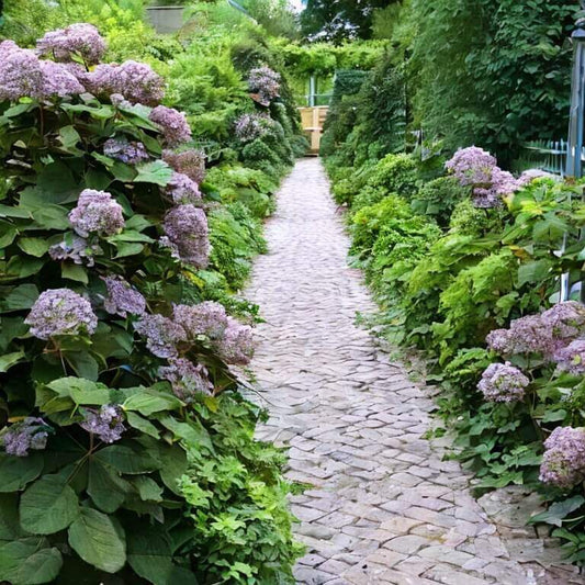 Kletterhortensie (Hydrangea petiolaris) 30-40 cm - Pflanzenfreunde24