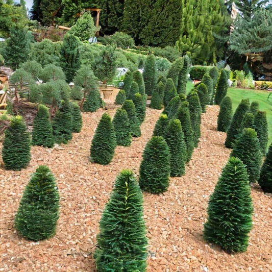 Küstentanne (Abies grandis) 20-40 cm - Pflanzenfreunde24