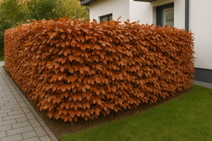 Rotbuche (Fagus Sylvatica)