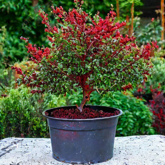 Rote Heckenberberitze (Berberis thunbergii Atropurpurea) 30-40 cm - Pflanzenfreunde24