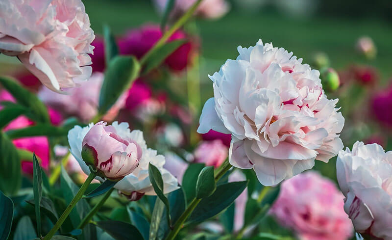 Pfingstrose Sarah Bernhardt (Paeonia lactiflora) - Pflanzenfreunde24