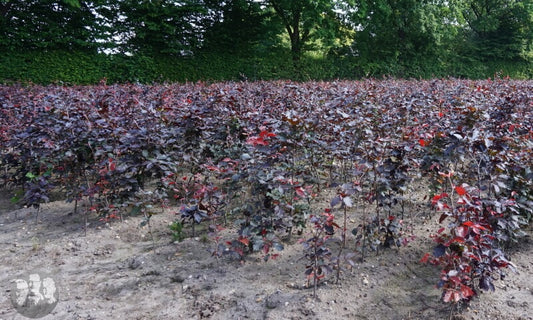 Rotbuche (Fagus Sylvatica) - Pflanzenfreunde24