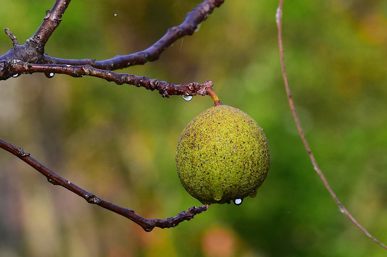 Schwarznuss (Juglans nigra) - Pflanzenfreunde24