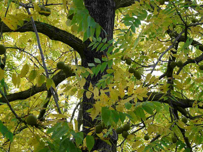 Schwarznuss (Juglans nigra) - Pflanzenfreunde24