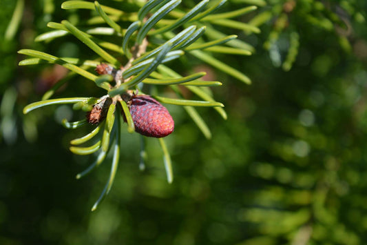 Serbische Fichte (Picea omorika) - Pflanzenfreunde24