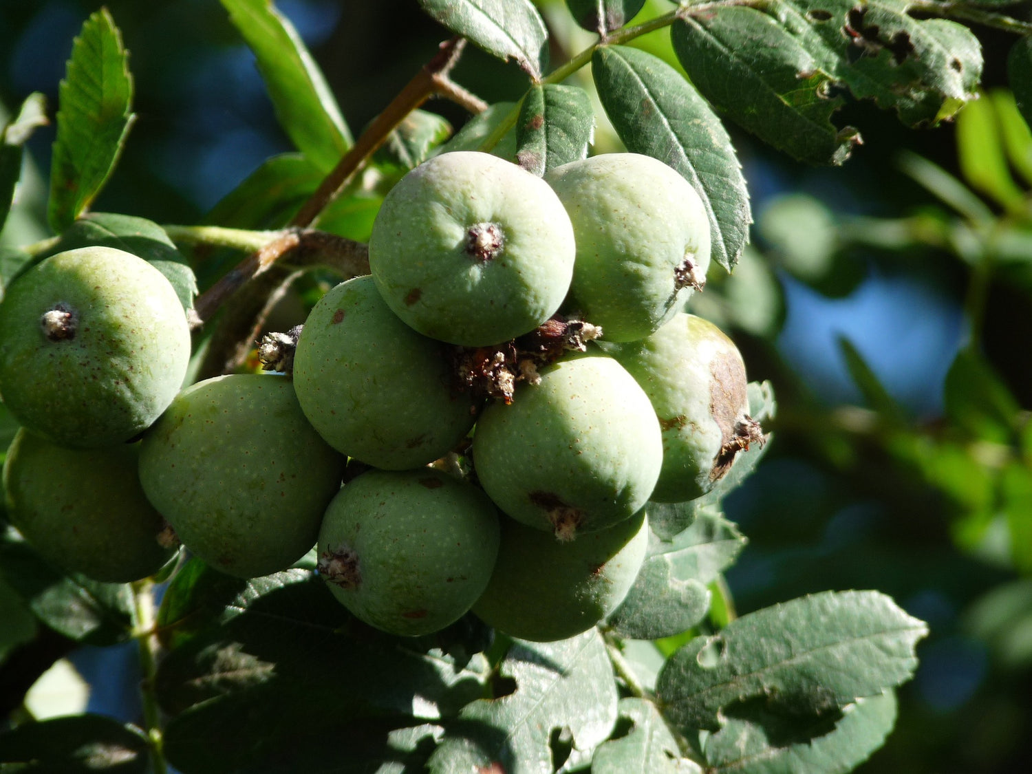 Speierling (Sorbus domestica) 50-80 cm - Pflanzenfreunde24