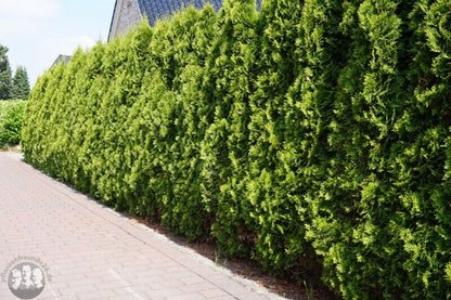 Abendländischer Lebensbaum (Thuja occidentalis) - Pflanzenfreunde24