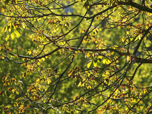 Walnuss (Juglans regia) - Pflanzenfreunde24