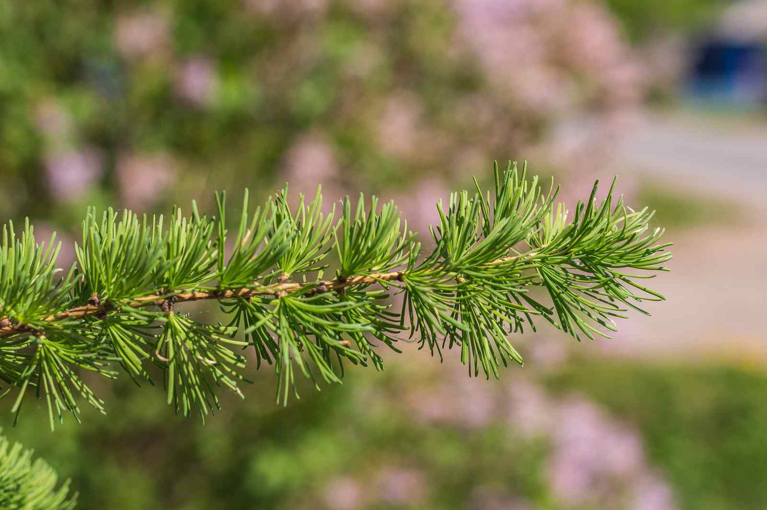 Hybrid Lärche (Larix eurolepis) - Pflanzenfreunde24